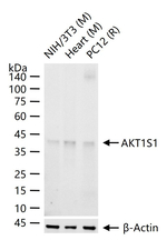 PRAS40 Recombinant Rabbit Monoclonal Antibody (2G5)