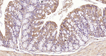 APAF1 Antibody in Immunohistochemistry (Paraffin) (IHC (P))