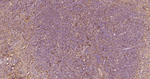 APAF1 Antibody in Immunohistochemistry (Paraffin) (IHC (P))