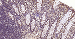 APAF1 Antibody in Immunohistochemistry (Paraffin) (IHC (P))
