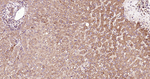 APAF1 Antibody in Immunohistochemistry (Paraffin) (IHC (P))