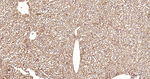 APAF1 Antibody in Immunohistochemistry (Paraffin) (IHC (P))