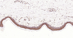 APAF1 Antibody in Immunohistochemistry (Paraffin) (IHC (P))
