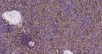 APAF1 Antibody in Immunohistochemistry (Paraffin) (IHC (P))