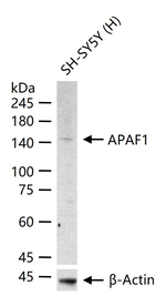 APAF1 Antibody in Western Blot (WB)
