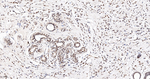 MNAR Antibody in Immunohistochemistry (Paraffin) (IHC (P))