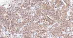 MNAR Antibody in Immunohistochemistry (Paraffin) (IHC (P))