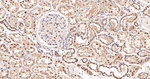 MNAR Antibody in Immunohistochemistry (Paraffin) (IHC (P))