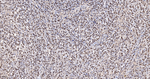 MNAR Antibody in Immunohistochemistry (Paraffin) (IHC (P))