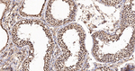 MNAR Antibody in Immunohistochemistry (Paraffin) (IHC (P))