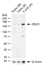MNAR Antibody in Western Blot (WB)