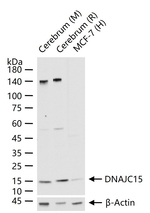 DNAJC15 Recombinant Rabbit Monoclonal Antibody (4B4)