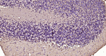Glutamine Synthetase Antibody in Immunohistochemistry (Paraffin) (IHC (P))