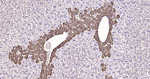 Glutamine Synthetase Antibody in Immunohistochemistry (Paraffin) (IHC (P))