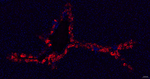 Glutamine Synthetase Antibody in Immunohistochemistry (Paraffin) (IHC (P))
