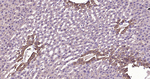 Glutamine Synthetase Antibody in Immunohistochemistry (Paraffin) (IHC (P))