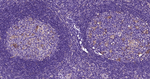 Glutamine Synthetase Antibody in Immunohistochemistry (Paraffin) (IHC (P))