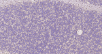 Glutamine Synthetase Antibody in Immunohistochemistry (Paraffin) (IHC (P))