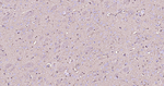 Glutamine Synthetase Antibody in Immunohistochemistry (Paraffin) (IHC (P))