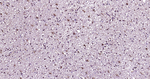 Glutamine Synthetase Antibody in Immunohistochemistry (Paraffin) (IHC (P))
