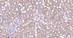 Glutamine Synthetase Antibody in Immunohistochemistry (Paraffin) (IHC (P))