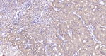 Glutamine Synthetase Antibody in Immunohistochemistry (Paraffin) (IHC (P))