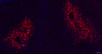 Glutamine Synthetase Antibody in Immunohistochemistry (Paraffin) (IHC (P))