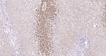 Glutamine Synthetase Antibody in Immunohistochemistry (Paraffin) (IHC (P))