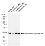Glutamine Synthetase Antibody in Western Blot (WB)