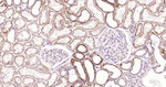VPS34 Antibody in Immunohistochemistry (Paraffin) (IHC (P))