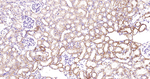 VPS34 Antibody in Immunohistochemistry (Paraffin) (IHC (P))