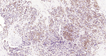 VPS34 Recombinant Rabbit Monoclonal Antibody (3D8)