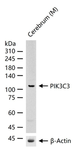 VPS34 Antibody in Western Blot (WB)
