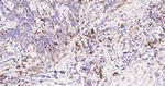 Cathepsin D Antibody in Immunohistochemistry (Paraffin) (IHC (P))