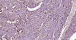 Cathepsin D Recombinant Rabbit Monoclonal Antibody (6D8)