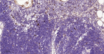Cathepsin D Antibody in Immunohistochemistry (Paraffin) (IHC (P))