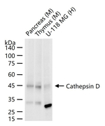 Cathepsin D Antibody in Western Blot (WB)