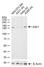 ASK1 Antibody in Western Blot (WB)