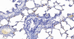 S100A8 Antibody in Immunohistochemistry (Paraffin) (IHC (P))