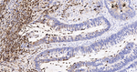 S100A8 Antibody in Immunohistochemistry (Paraffin) (IHC (P))