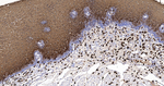 S100A8 Antibody in Immunohistochemistry (Paraffin) (IHC (P))
