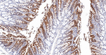 ABH1 Antibody in Immunohistochemistry (Paraffin) (IHC (P))