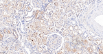 ABH1 Antibody in Immunohistochemistry (Paraffin) (IHC (P))
