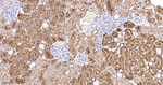 ABH1 Antibody in Immunohistochemistry (Paraffin) (IHC (P))