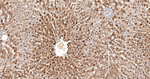ABH1 Antibody in Immunohistochemistry (Paraffin) (IHC (P))