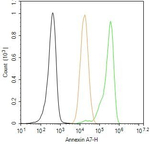Annexin VII Antibody in Flow Cytometry (Flow)