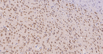 Annexin VII Antibody in Immunohistochemistry (Paraffin) (IHC (P))