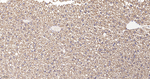 Annexin VII Antibody in Immunohistochemistry (Paraffin) (IHC (P))