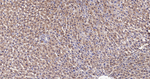 Annexin VII Antibody in Immunohistochemistry (Paraffin) (IHC (P))