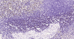 LEF1 Antibody in Immunohistochemistry (Paraffin) (IHC (P))